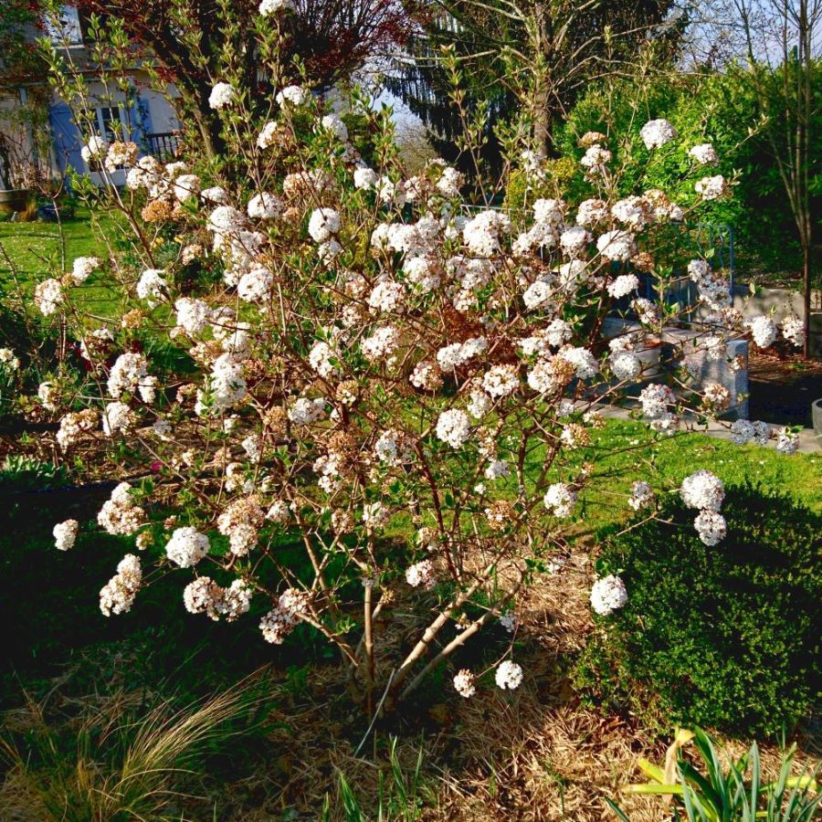 Tavaszi bangita (Viburnum x burkwoodii)