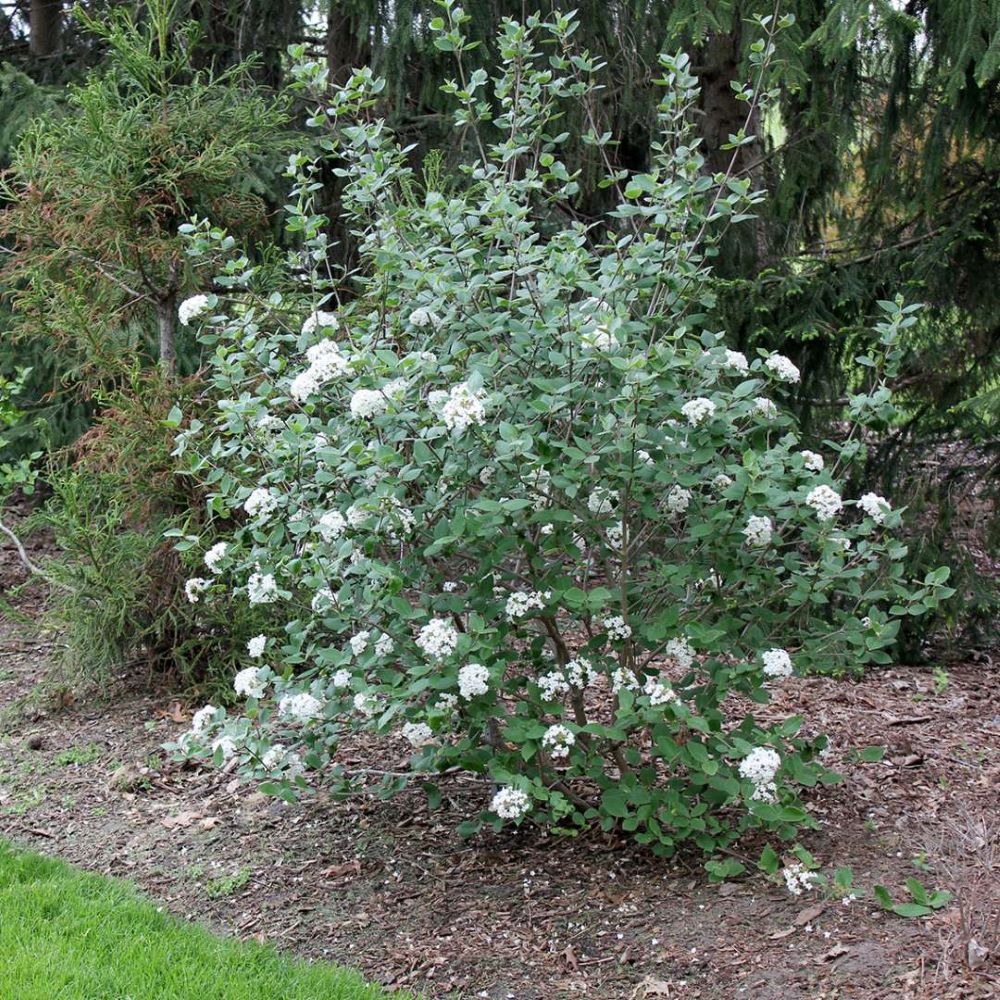 Tavaszi bangita (Viburnum x burkwoodii)