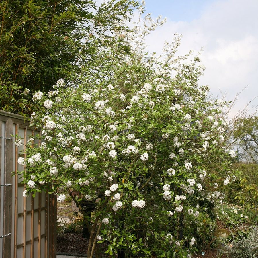 Tavaszi bangita (Viburnum x burkwoodii)