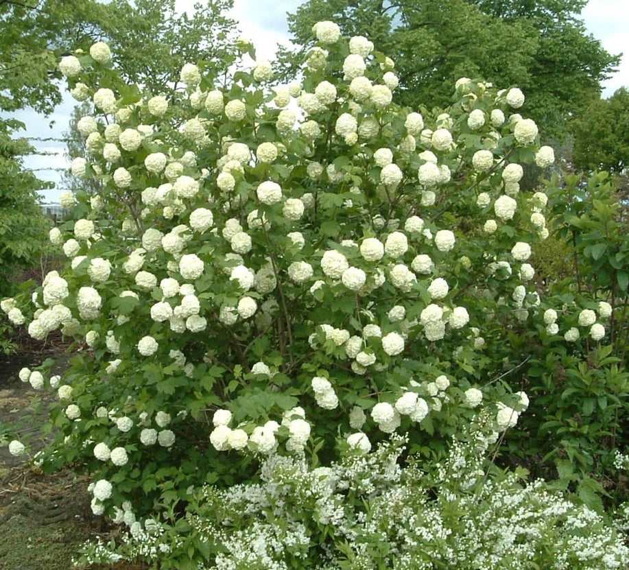 Labdarózsa (Viburnum opulus 'Roseum')