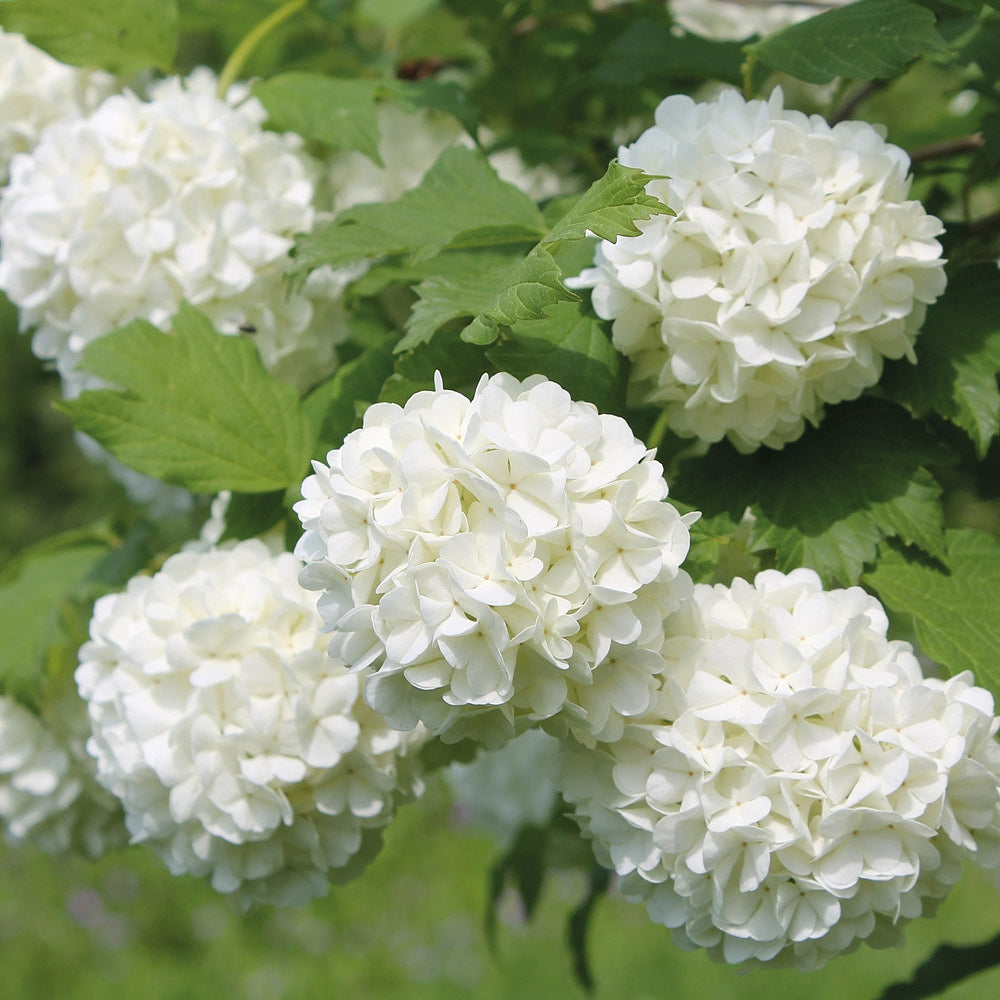 Labdarózsa (Viburnum opulus 'Roseum')