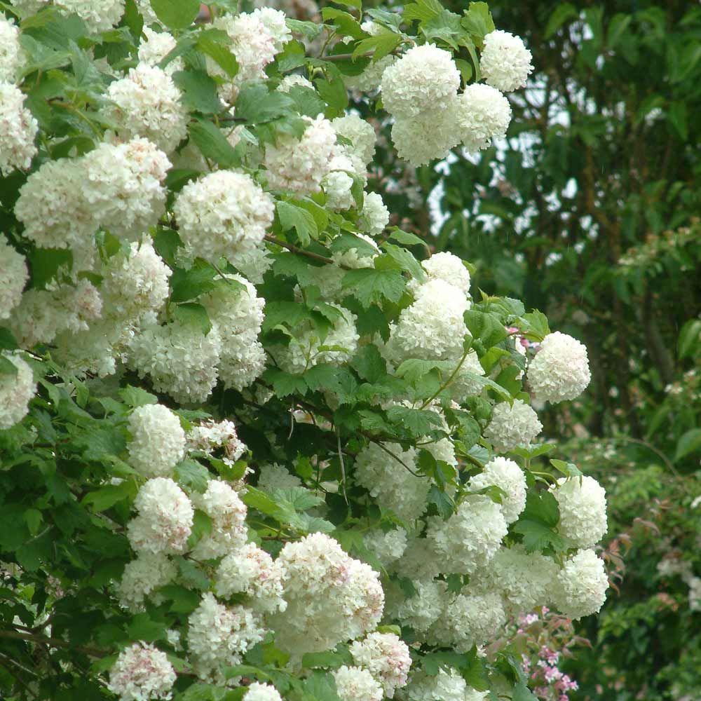 Labdarózsa (Viburnum opulus 'Roseum')