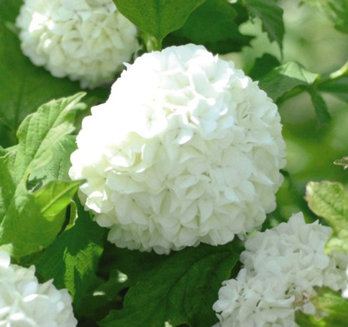 Labdarózsa (Viburnum opulus 'Roseum')