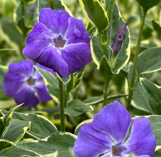 Nagy meténg, nagy télizöld (Vinca major 'Variegata')