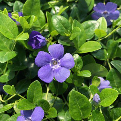 Kis télizöld, meténg (Vinca minor 'Bowles')