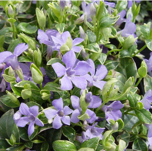 Kis télizöld, meténg (Vinca minor 'Ralph Shugert')
