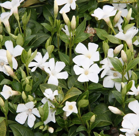 Kis télizöld, meténg (Vinca minor 'White Power')