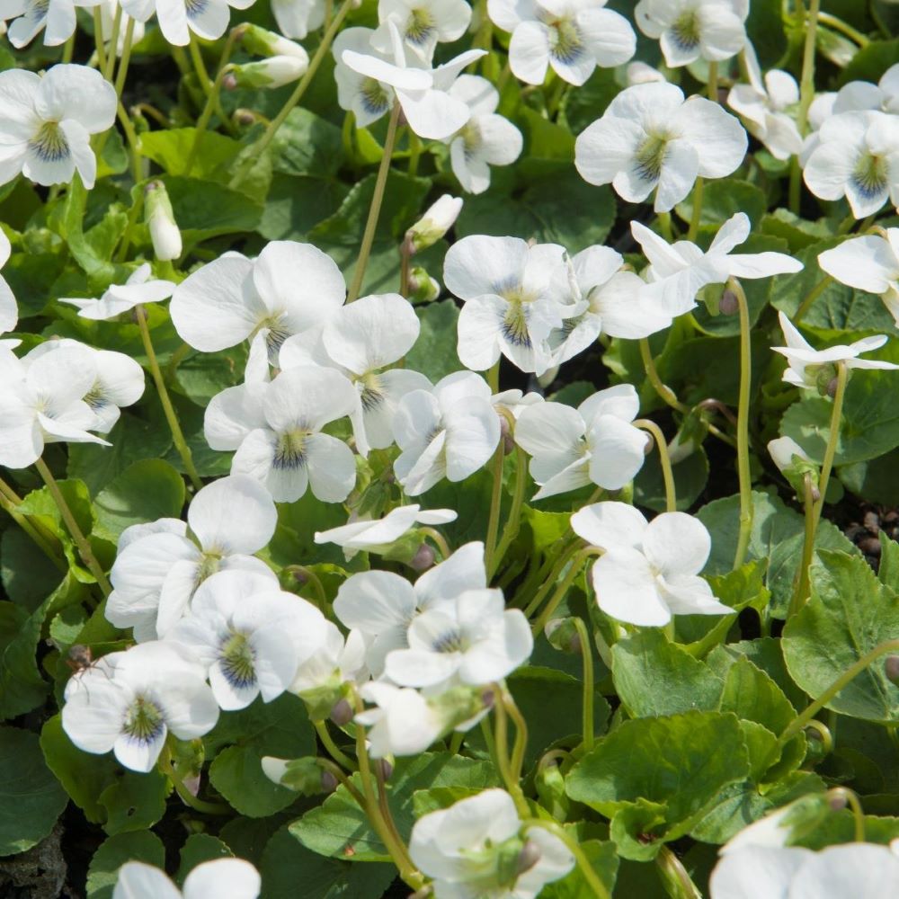 Csíkos ibolya, pillangós ibolya (Viola sororia 'Albiflora')