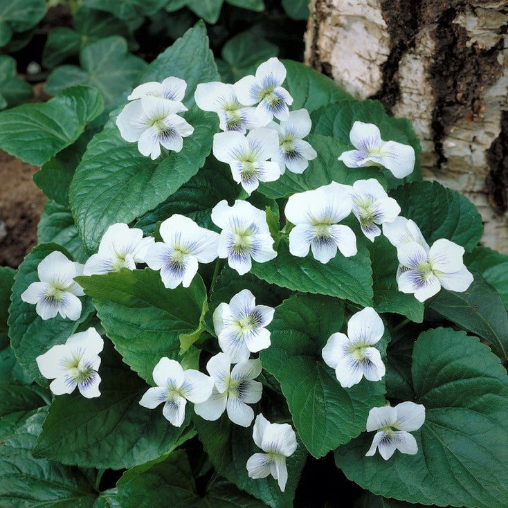 Csíkos ibolya, pillangós ibolya (Viola sororia 'Albiflora')