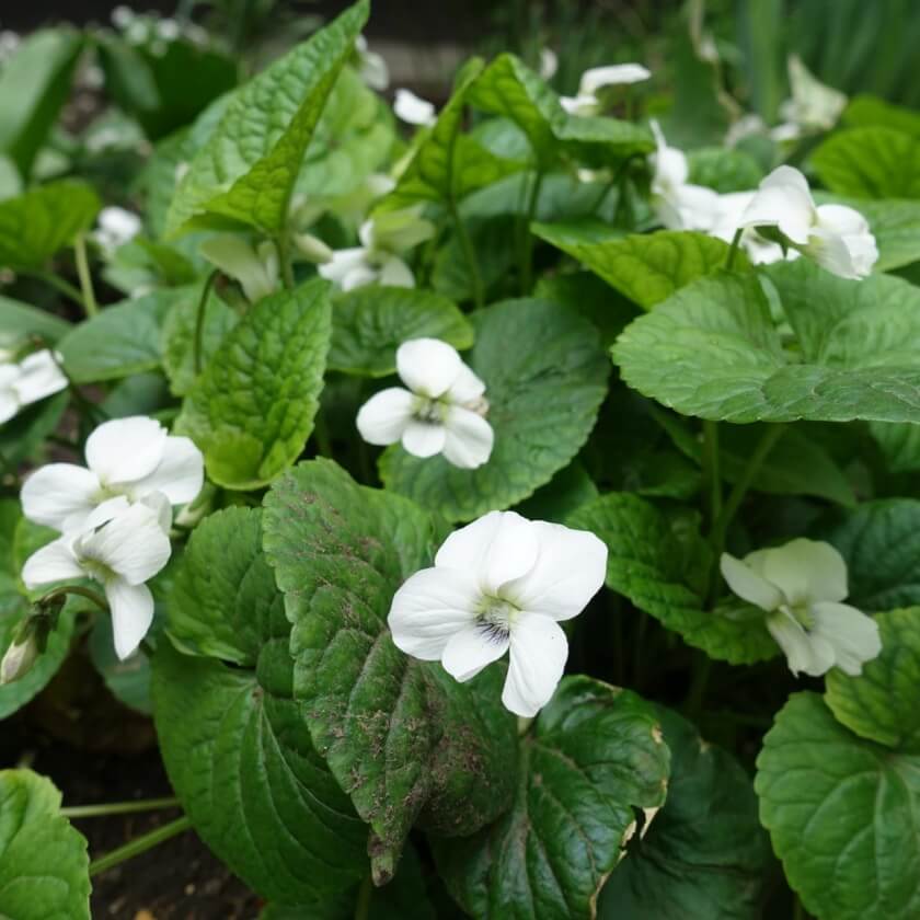 Csíkos ibolya, pillangós ibolya (Viola sororia 'Albiflora')