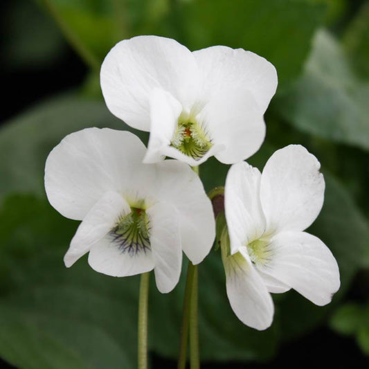 Csíkos ibolya, pillangós ibolya (Viola sororia 'Albiflora')