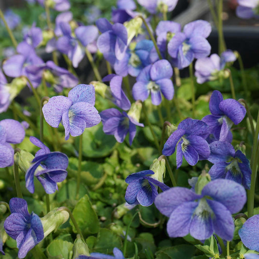 Csíkos ibolya, pillangós ibolya (Viola sororia 'Dark Freckles')