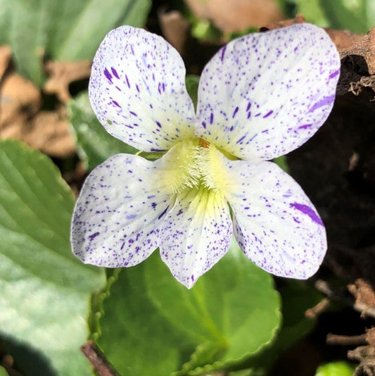 Csíkos ibolya, pillangós árvácska (Viola sororia 'Freckles')