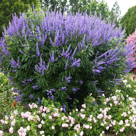 Illatos barátcserje (Vitex agnus-castus)