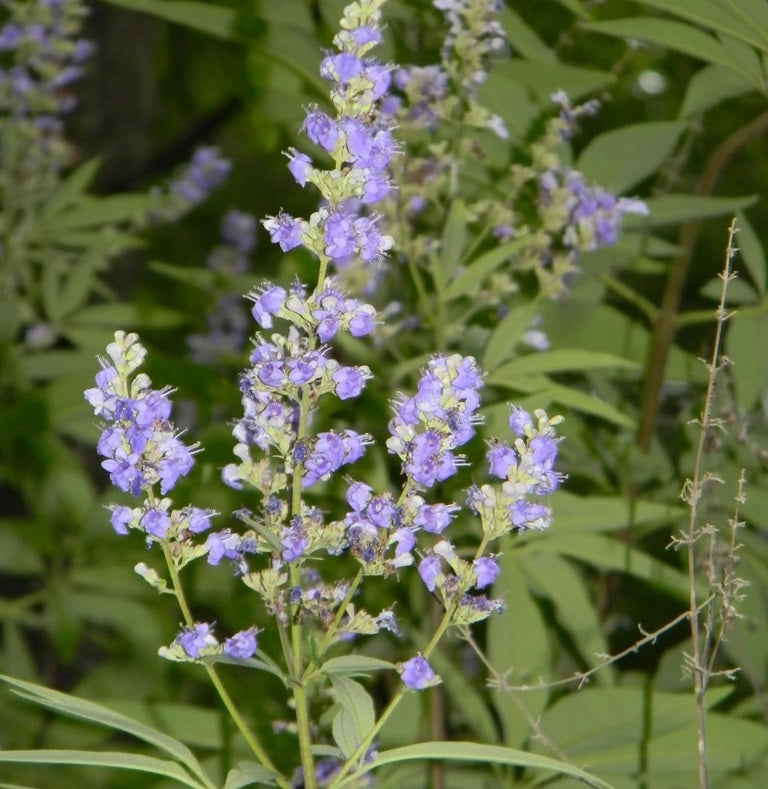 Illatos barátcserje (Vitex agnus-castus)