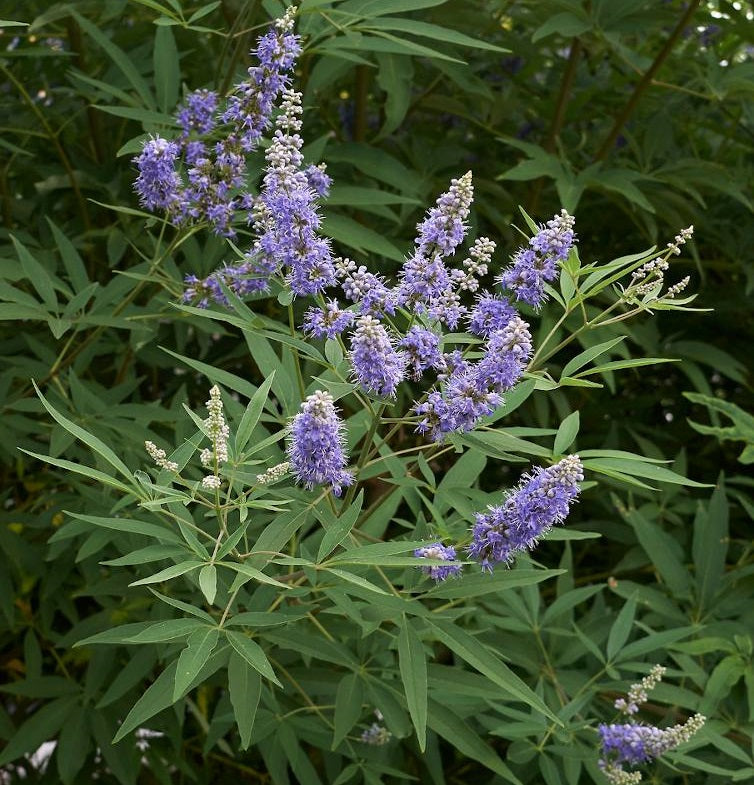 Illatos barátcserje (Vitex agnus-castus)