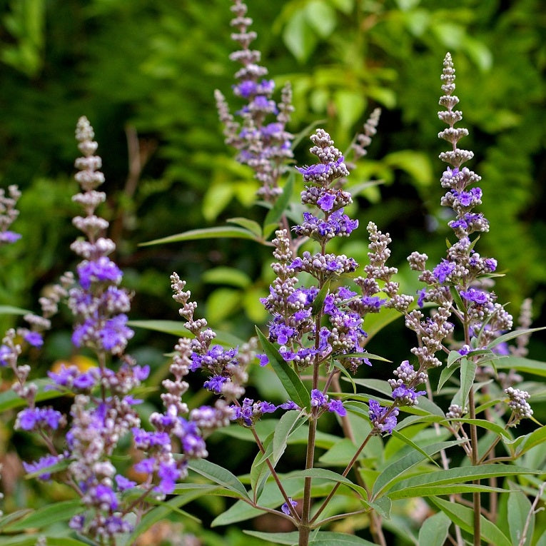 Illatos barátcserje (Vitex agnus-castus)