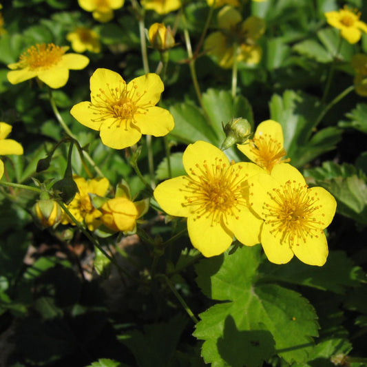 Indás berkipimpó (Waldsteinia ternata)
