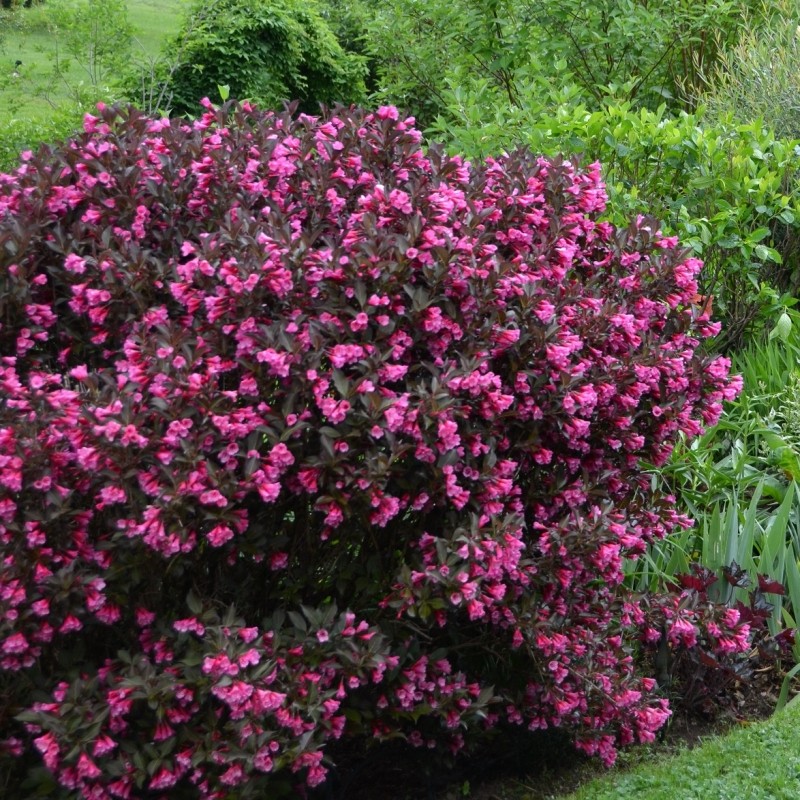 Rózsalonc (Weigela 'Alexandra')