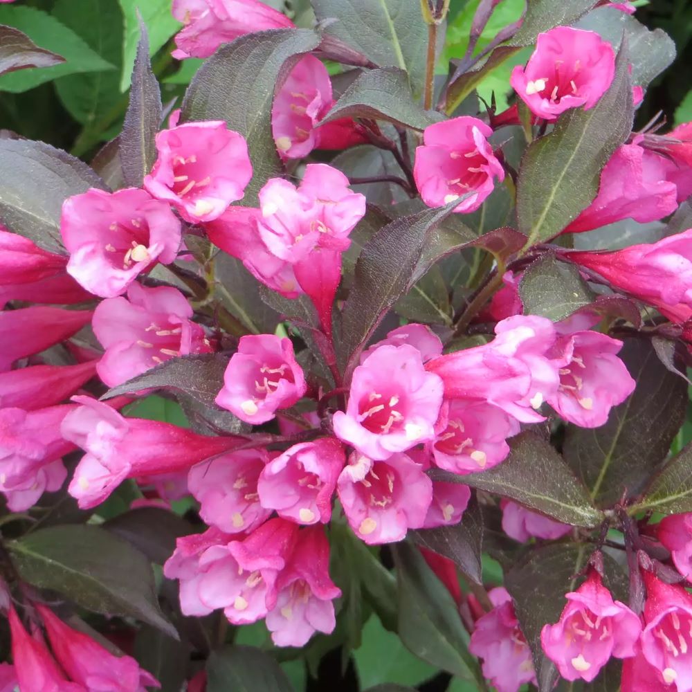 Rózsalonc (Weigela 'Alexandra')