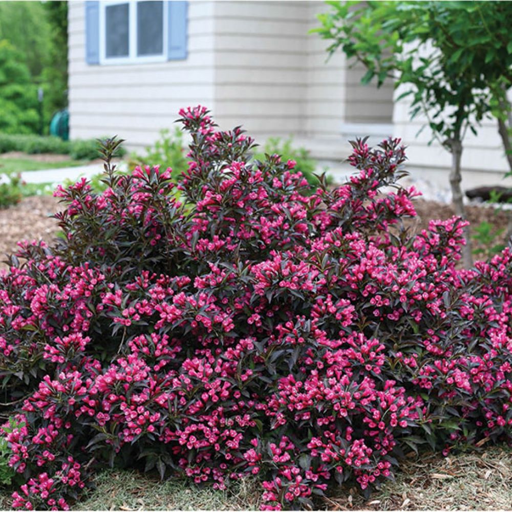 Rózsalonc (Weigela 'Alexandra')