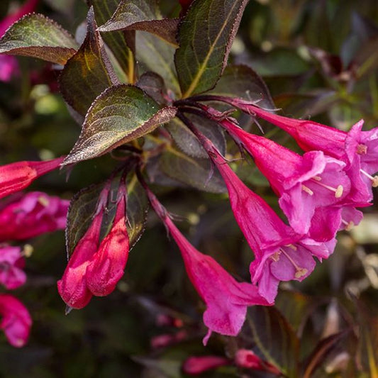 Rózsalonc (Weigela 'Alexandra')