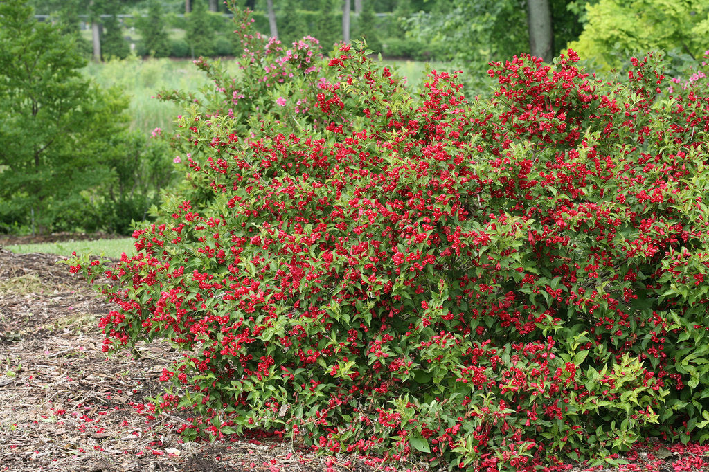 Rózsalonc (Weigela florida 'All Summer Red')