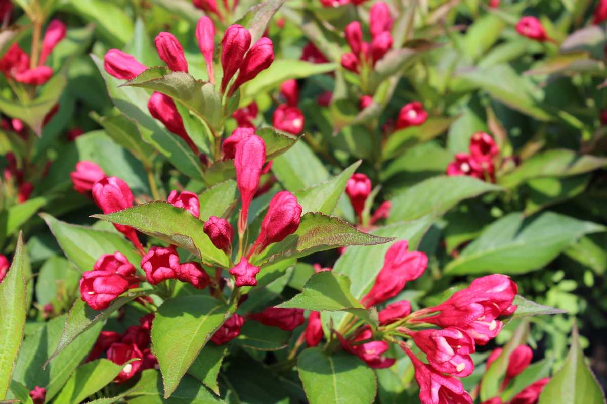 Rózsalonc (Weigela florida 'All Summer Red')