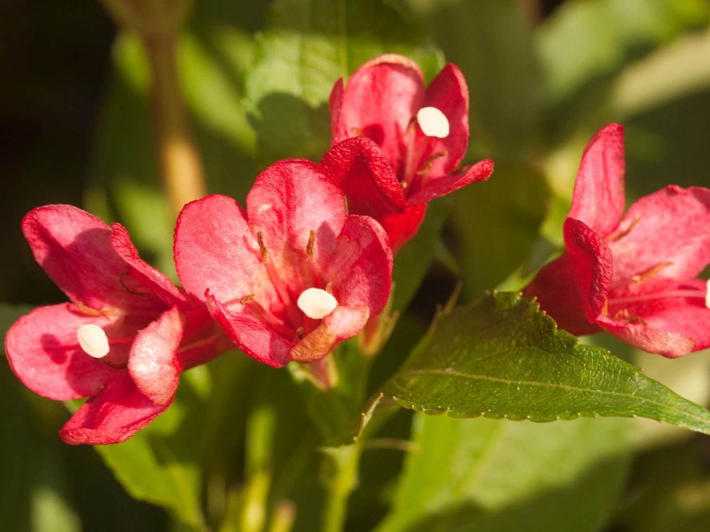 Rózsalonc (Weigela florida 'All Summer Red')