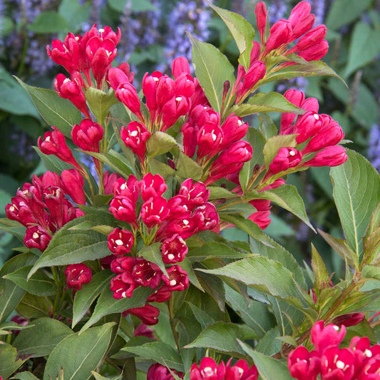 Folyton-nyíló rózsalonc (Weigela florida 'All Summer Red')