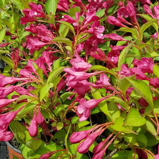 Rózsalonc (Weigela florida 'Eva Rathke')