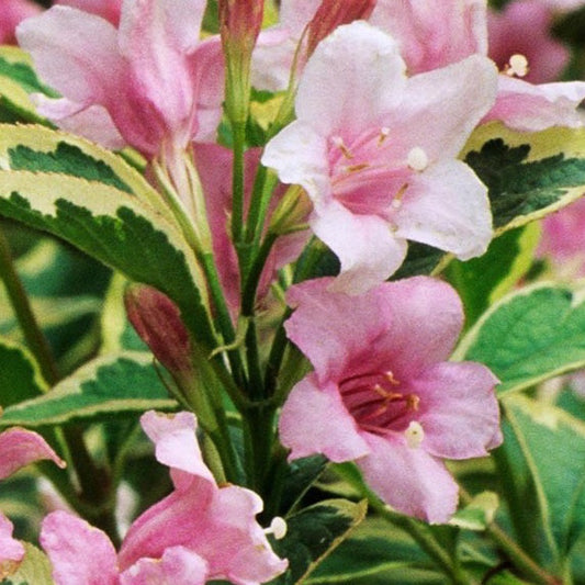 Rózsalonc (Weigela florida 'Nana Variegata')