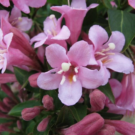 Rózsalonc (Weigela florida 'Pink Poppet')