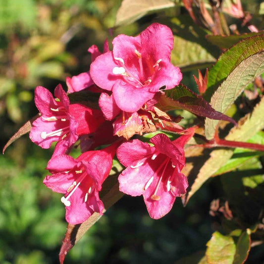 Rózsalonc (Weigela florida 'Red Prince')