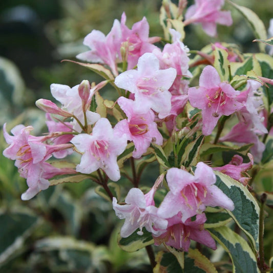 Rózsalonc (Weigela florida 'Variegata')