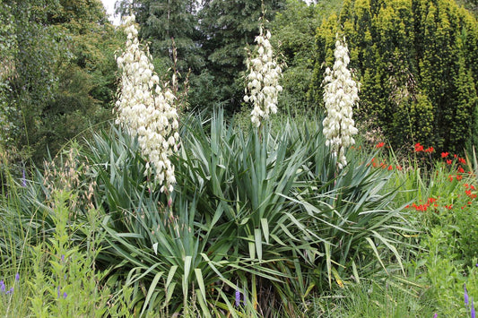 Kerti pálmaliliom (Yucca filamentosa)