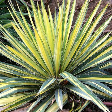 Kerti pálmaliliom (Yucca filamentosa 'Color Guard')